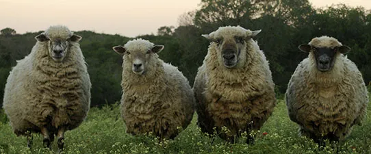 Congresso reverte veto e mantem competitividade das coops agro