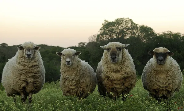 Congresso reverte veto e mantem competitividade das coops agro