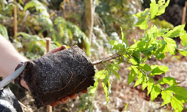 Ceriluz aprova projeto de recuperação florestal