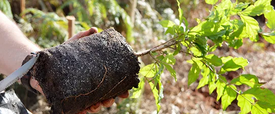 Ceriluz aprova projeto de recuperação florestal