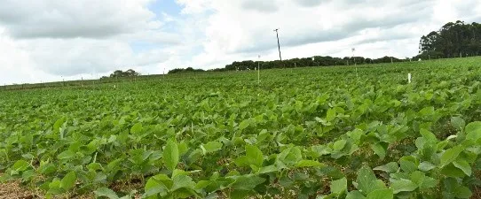 RTC finaliza segunda rodada da avaliação de herbicidas