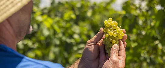 Vinícola Aurora estima safra 15% maior e excelente qualidade da matéria-prima