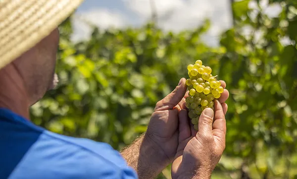 Vinícola Aurora estima safra 15% maior e excelente qualidade da matéria-prima
