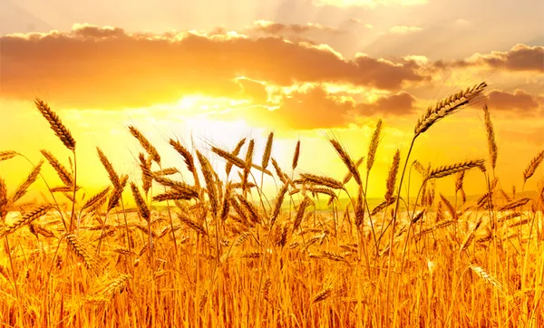 FecoAgro/RS projeta alta em faturamento e manutenção em resultados de cooperativas