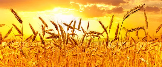 Cooperativas alinham perspectivas para safra gaúcha de trigo