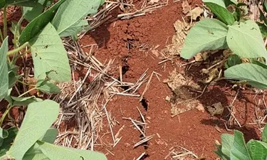 FecoAgro/RS apresenta perdas preliminares com a estiagem no Estado