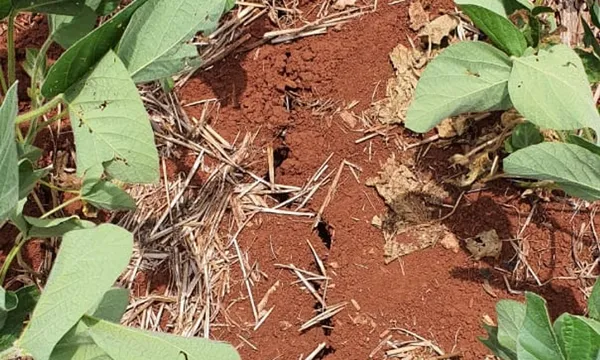 FecoAgro/RS apresenta perdas preliminares com a estiagem no Estado