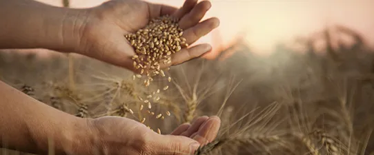 Coopatrigo atinge marca histórica de R$2 bilhões de faturamento