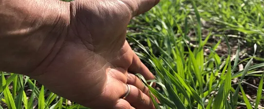 FecoAgro/RS incentiva plantio do trigo no Rio Grande do Sul