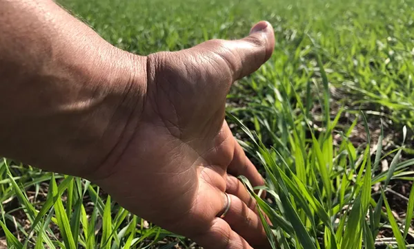 FecoAgro/RS incentiva plantio do trigo no Rio Grande do Sul