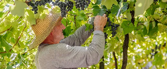 Vinícola Aurora estimula prevenção do câncer de pele com Dezembro Laranja