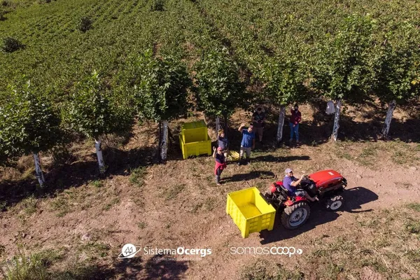 Aurora projeta safra robusta e mostra a força do cooperativismo