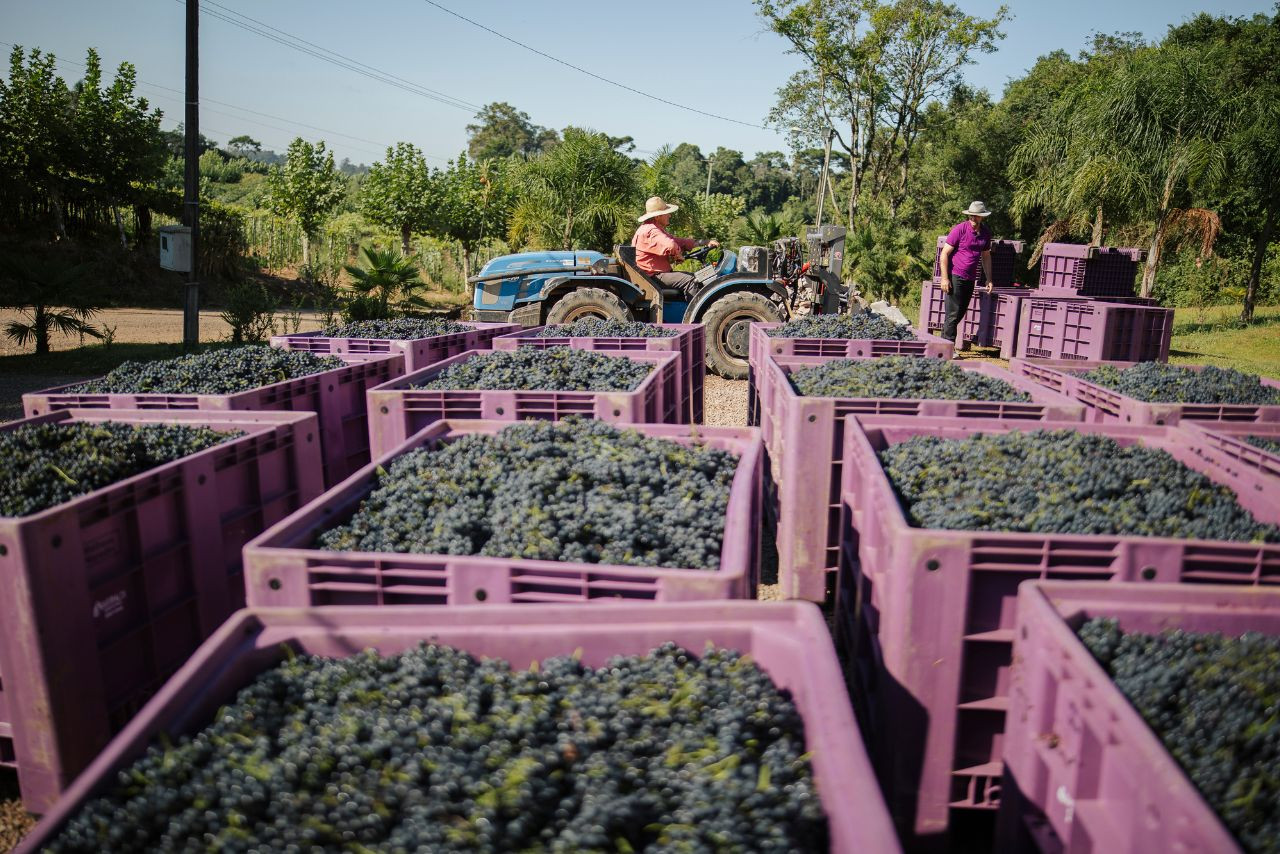 Garibaldi encerra safra 2025 com mais de 28 milhões de quilos de uva 