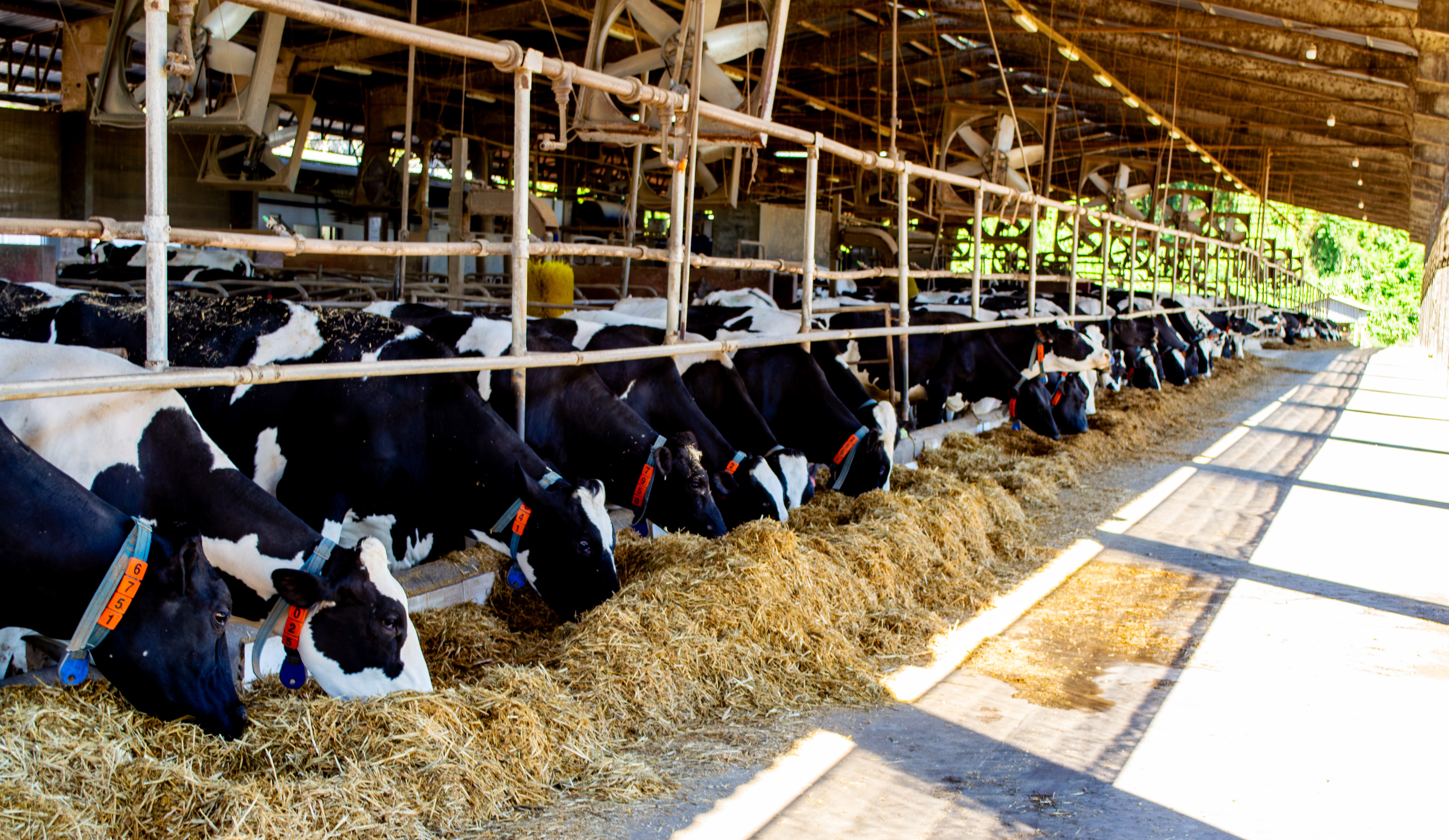 Dez anos de condomínios leiteiros que fortalecem o cooperativismo