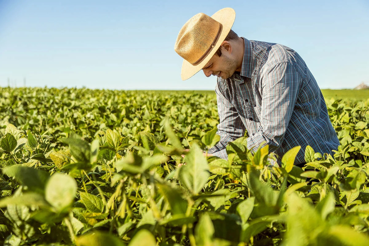 A imagem mostra um homem em um campo de cultivo, provavelmente de soja, com plantas verdes ao seu redor. Ele está usando um chapéu de palha e uma camisa xadrez, aparentando estar examinando ou cuidando das plantas. O céu ao fundo está limpo e azul, sugerindo um dia ensolarado. O cenário transmite um ambiente rural, possivelmente relacionado à agricultura.