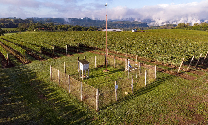 Vitis Aurora apresentará inovações e tecnologias aplicadas no cultivo da uva