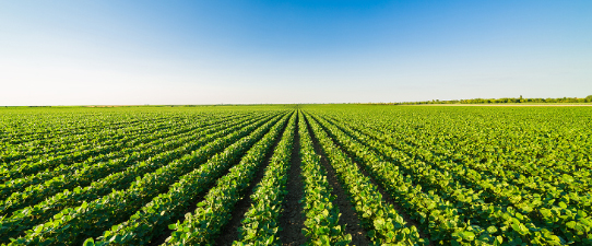 Live do Ramo Agro está com inscrições abertas