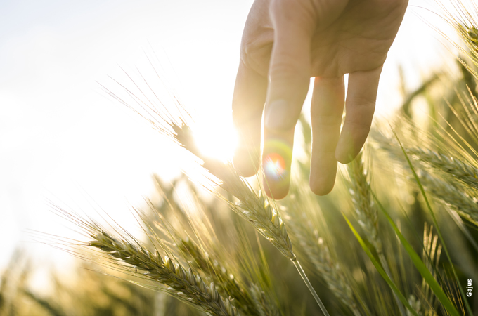 Cooperativas Agropecuárias já podem se inscrever no Prêmio Defesa Vegetal 2015