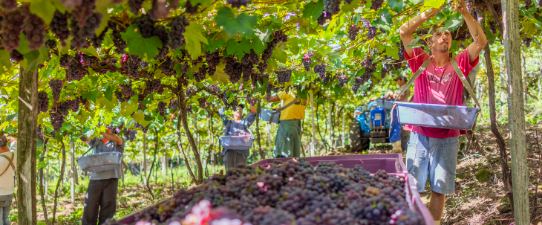 Cooperativas Vinícolas do RS preveem regularização dos estoques com a Safra 2021