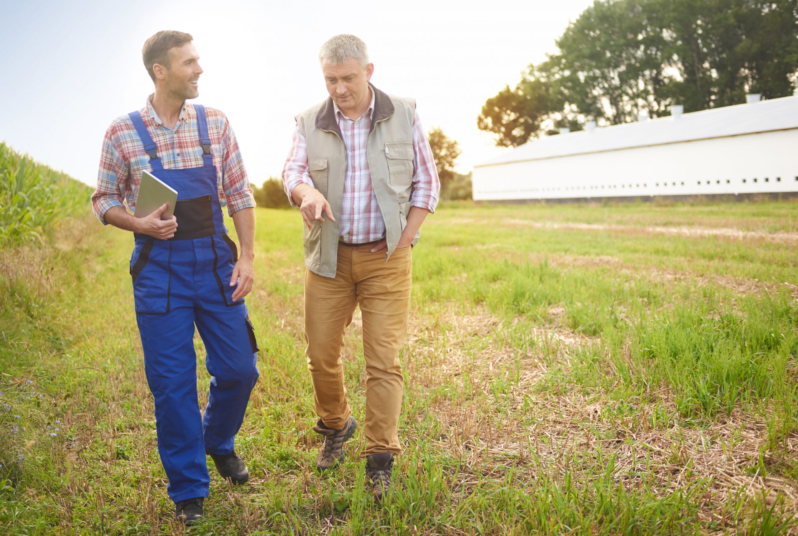 Sicredi e o protagonismo no agronegócio do RS