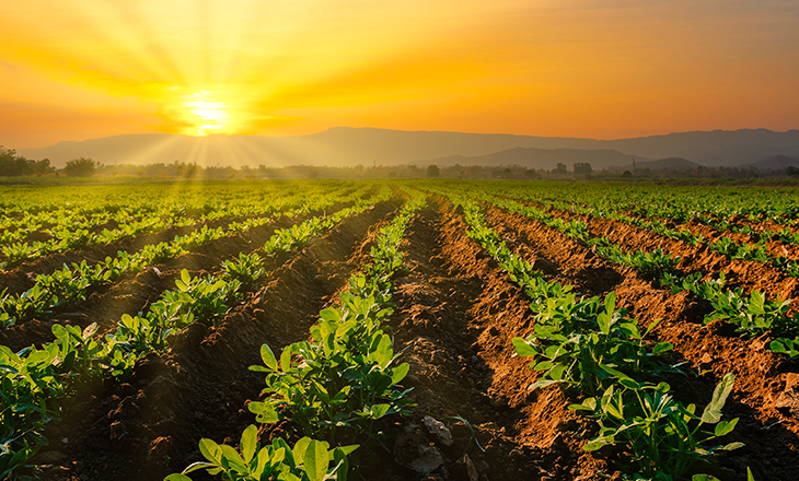 Cooperativas agropecuárias atualizam números da estiagem no Rio Grande do Sul