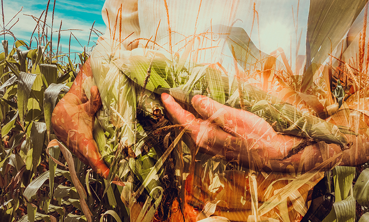 MAPA abre consulta pública sobre o RegularizAgro