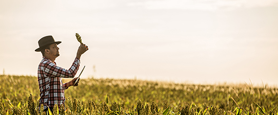 CCGL adiciona setor de Sistemas Integrados de Produção Agropecuária em suas pesquisas