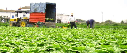 Programa Aprendiz Cooperativo do Campo é selecionado entre os melhores casos de inovação na agricultura familiar