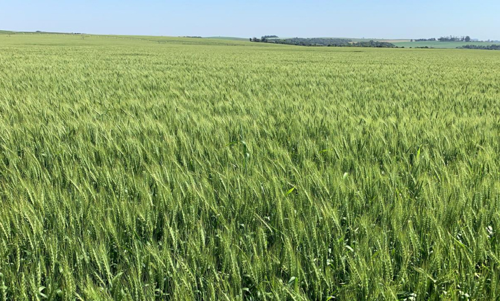 Colheita gaúcha do trigo deve iniciar com perspectiva de bom potencial produtivo