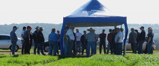 Encontro técnico reuniu agricultores cooperativistas na Embrapa Trigo