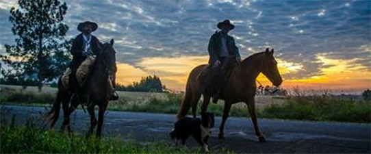 Sicredi Região da Produção RS/SC realiza cavalgada comemorativa aos 35 anos