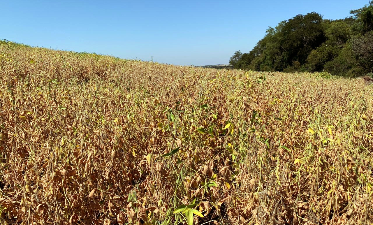 FecoAgro/RS reivindica ações imediatas para auxiliar produtores atingidos pela estiagem