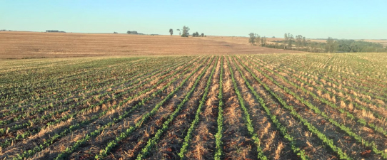 Rio Grande do Sul deve iniciar plantio da soja nesta semana