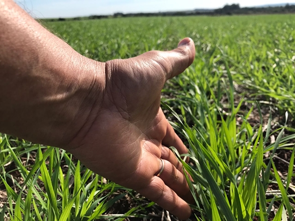 Custo de produção traz oportunidade de renda para o plantio de trigo no Rio Grande do Sul