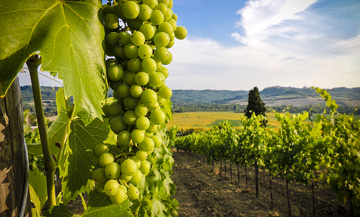 Concurso grego premia cooperativas vinícolas gaúchas